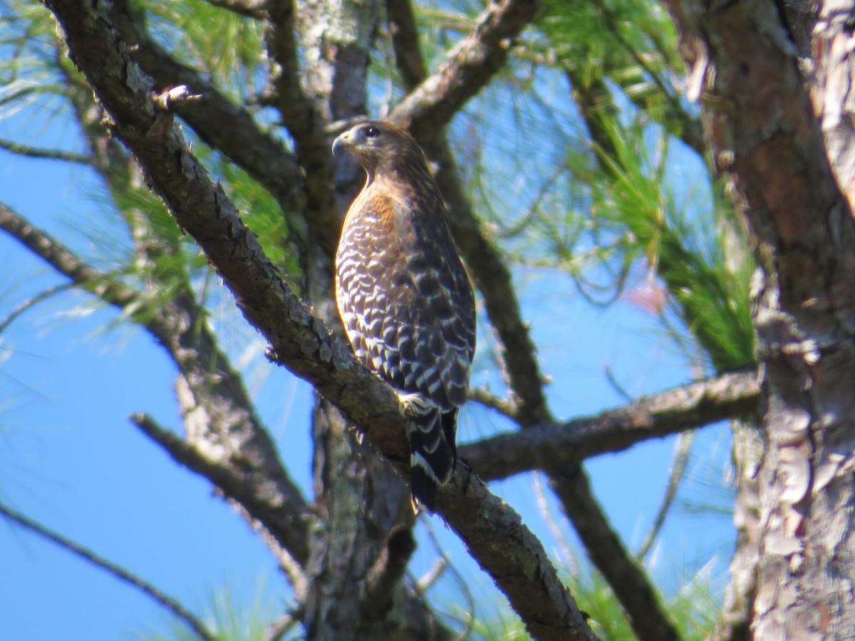 Red-shouldered Hawk - ML644424133