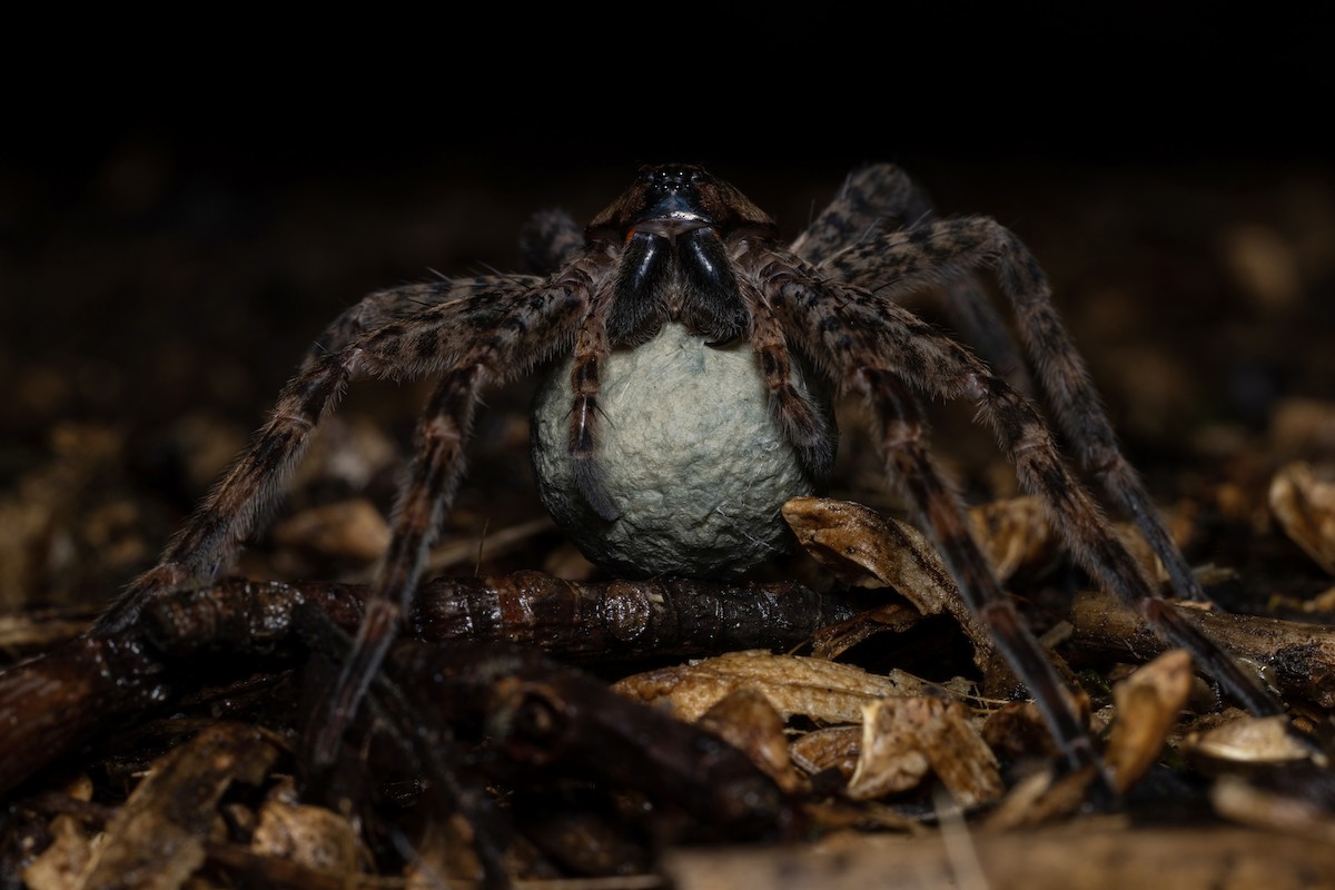 Dark Fishing Spider - ML644424138