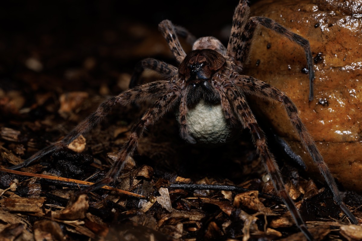 Dark Fishing Spider - ML644424139