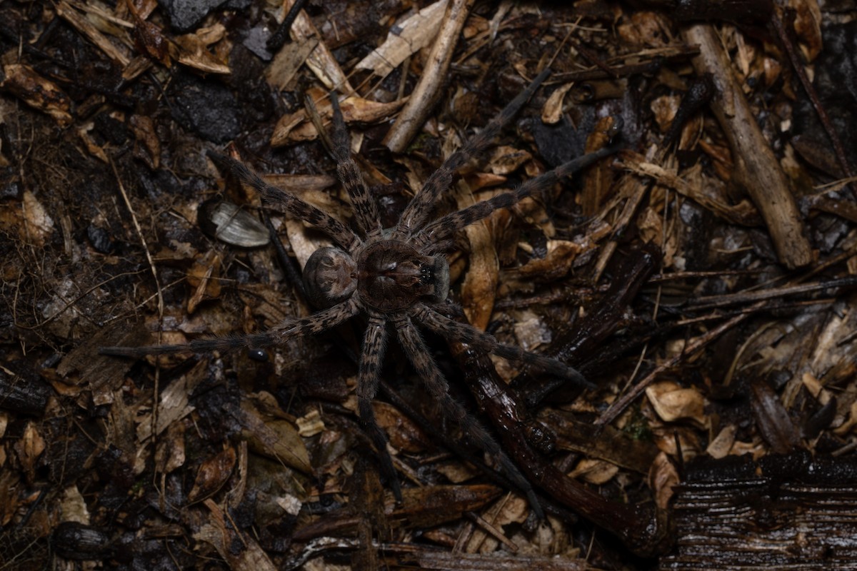 Dark Fishing Spider - ML644424140