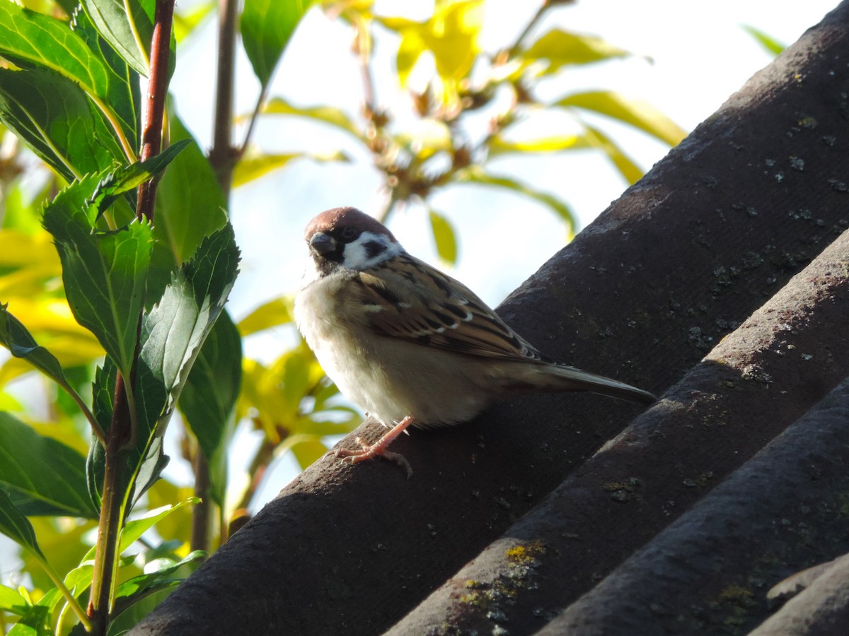 Eurasian Tree Sparrow - ML644424144