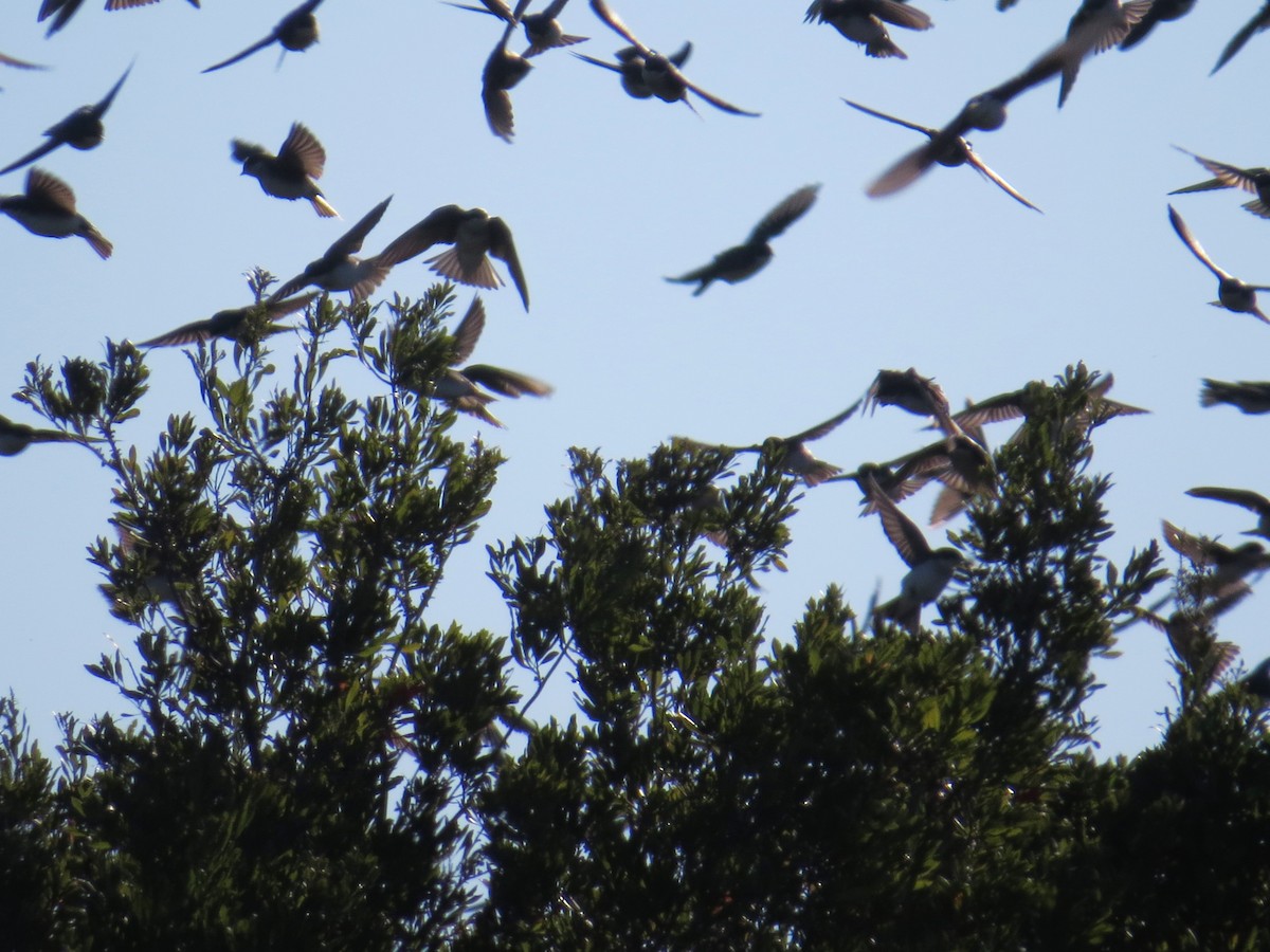 Tree Swallow - ML644424148