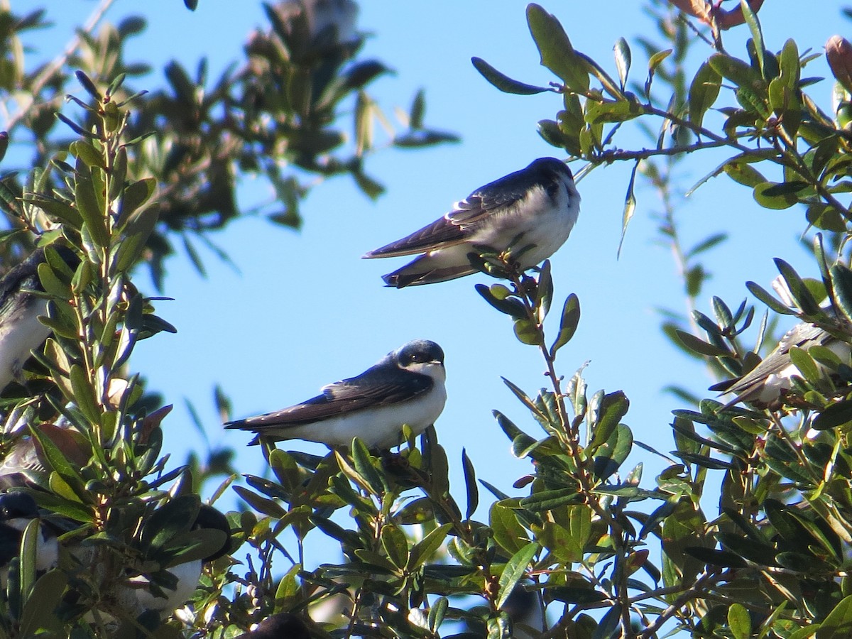Tree Swallow - ML644424149