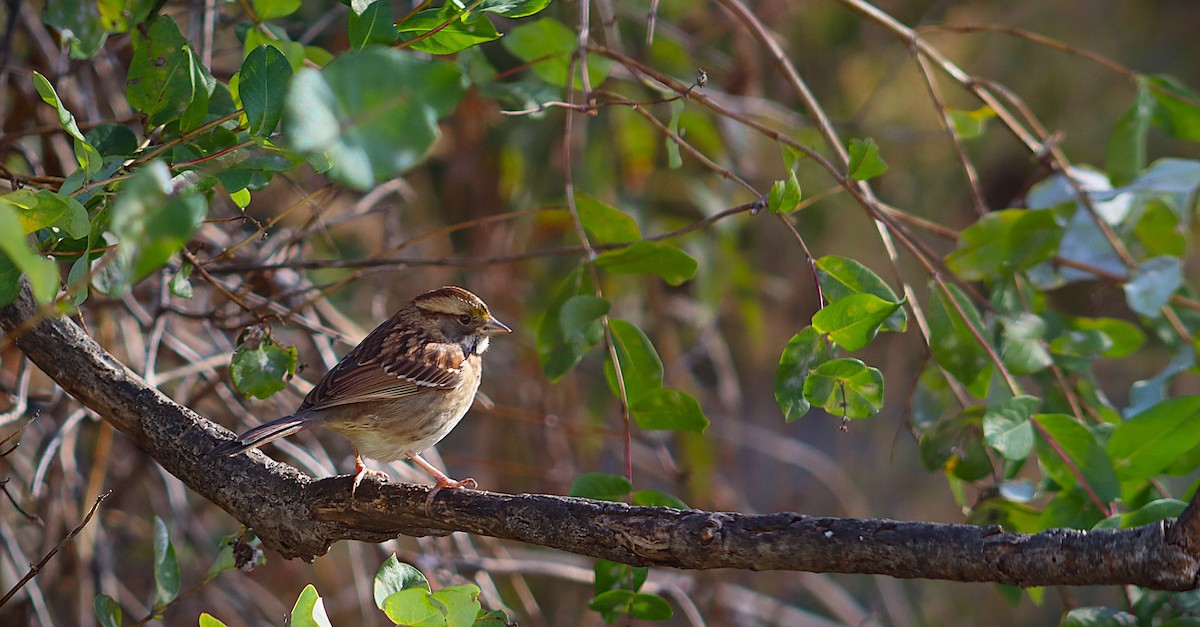 White-throated Sparrow - ML644424151