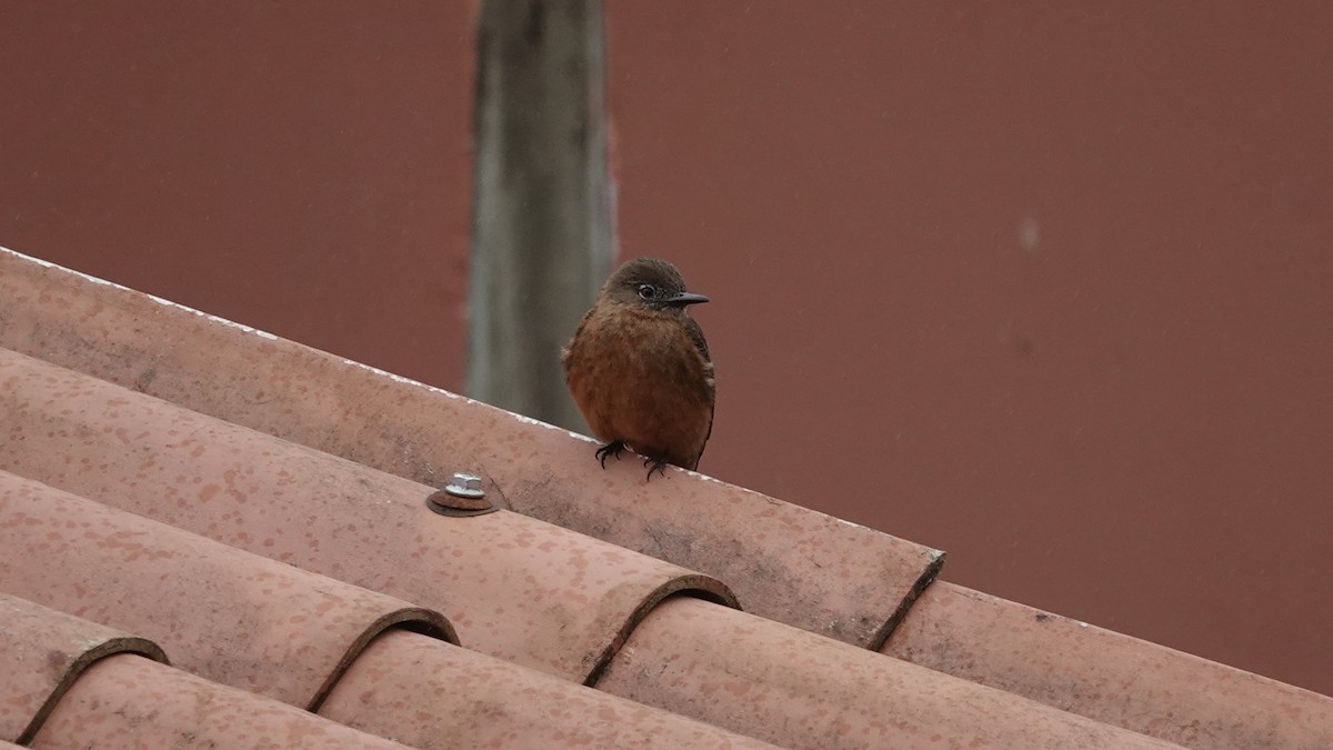 Cliff Flycatcher - ML644424153