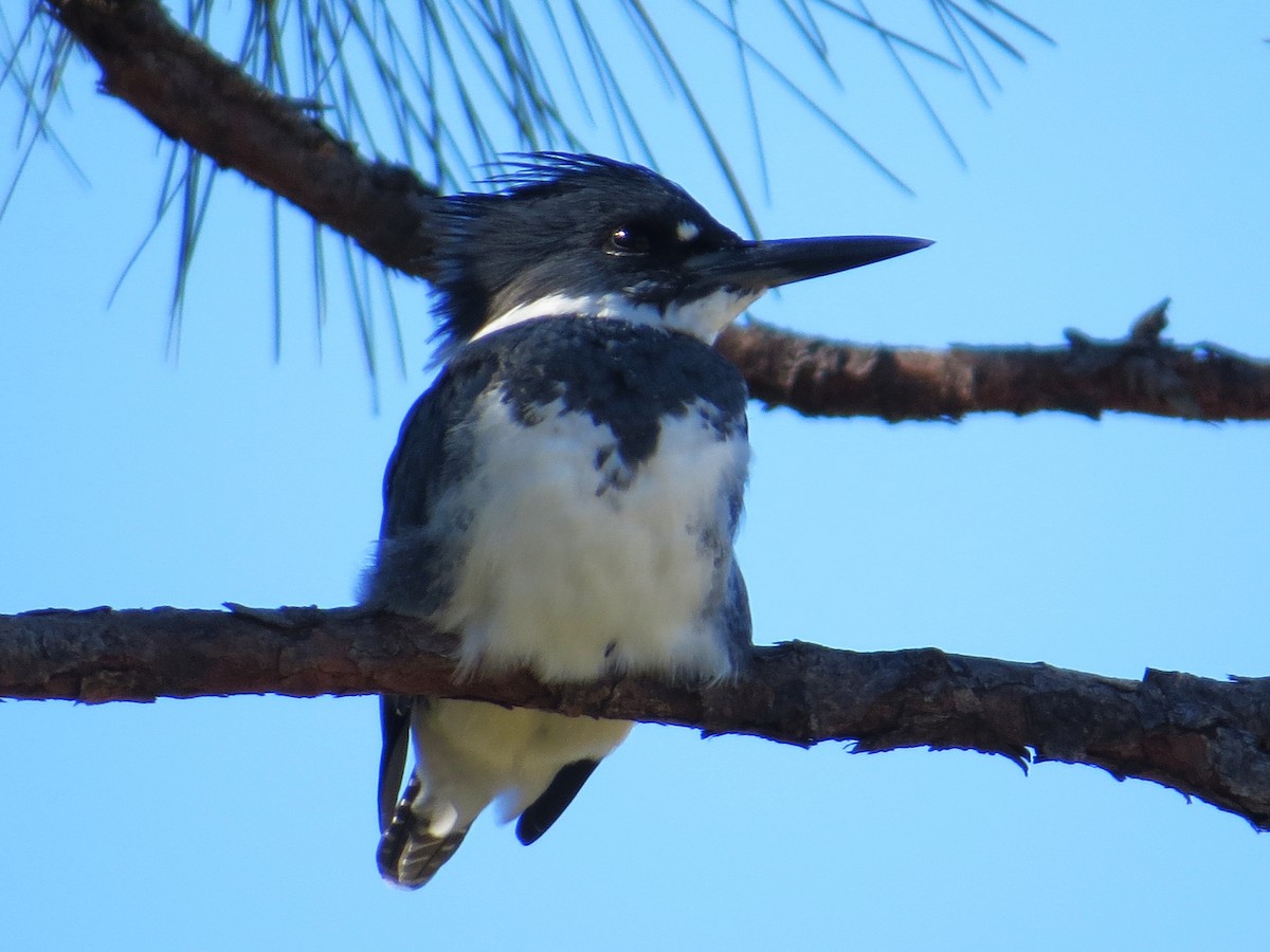 Belted Kingfisher - ML644424157