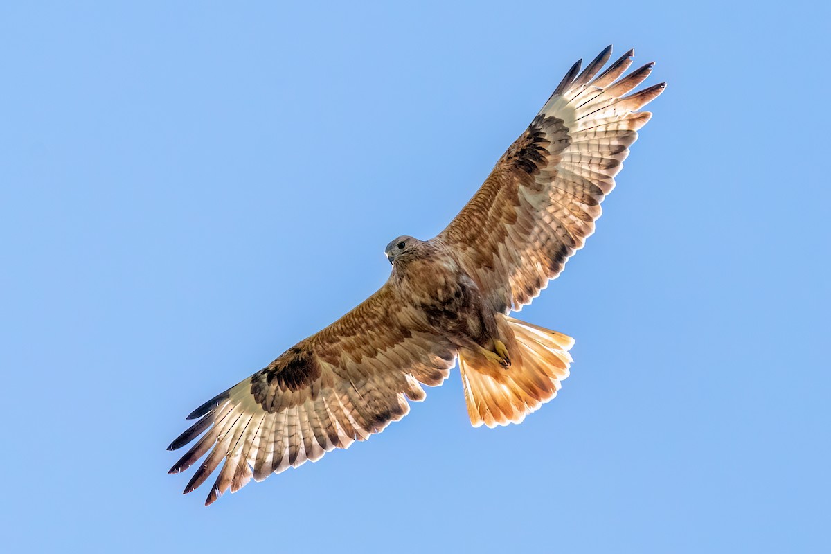 Long-legged Buzzard - ML644424170