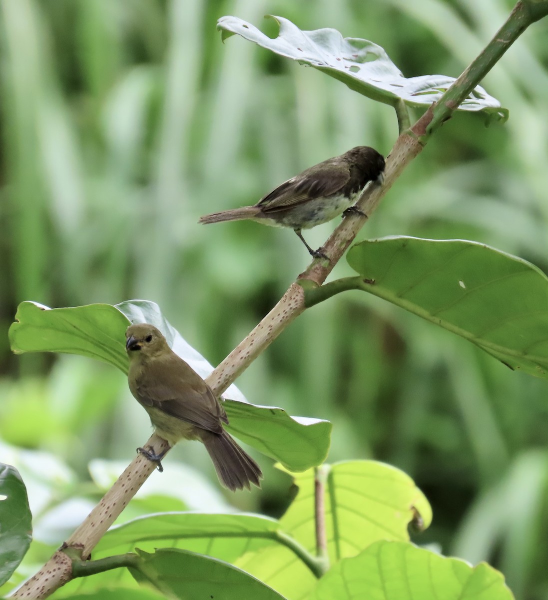 Gelbbauchspelzer - ML644424171