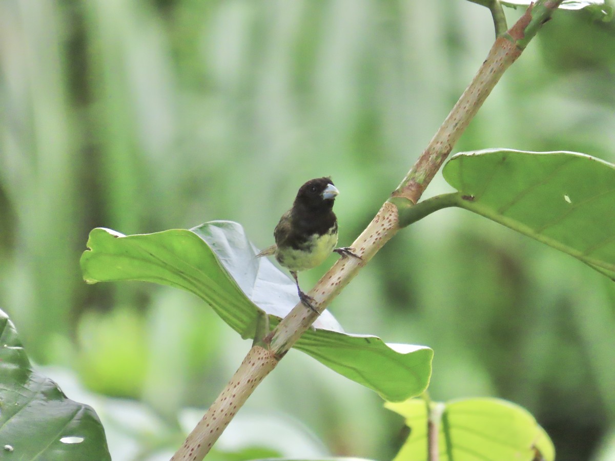 Gelbbauchspelzer - ML644424172