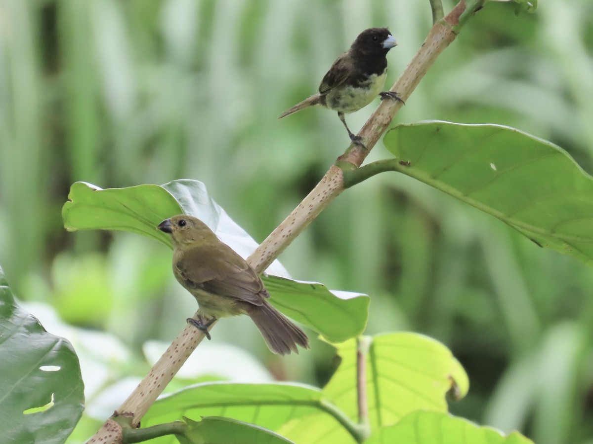 Gelbbauchspelzer - ML644424173