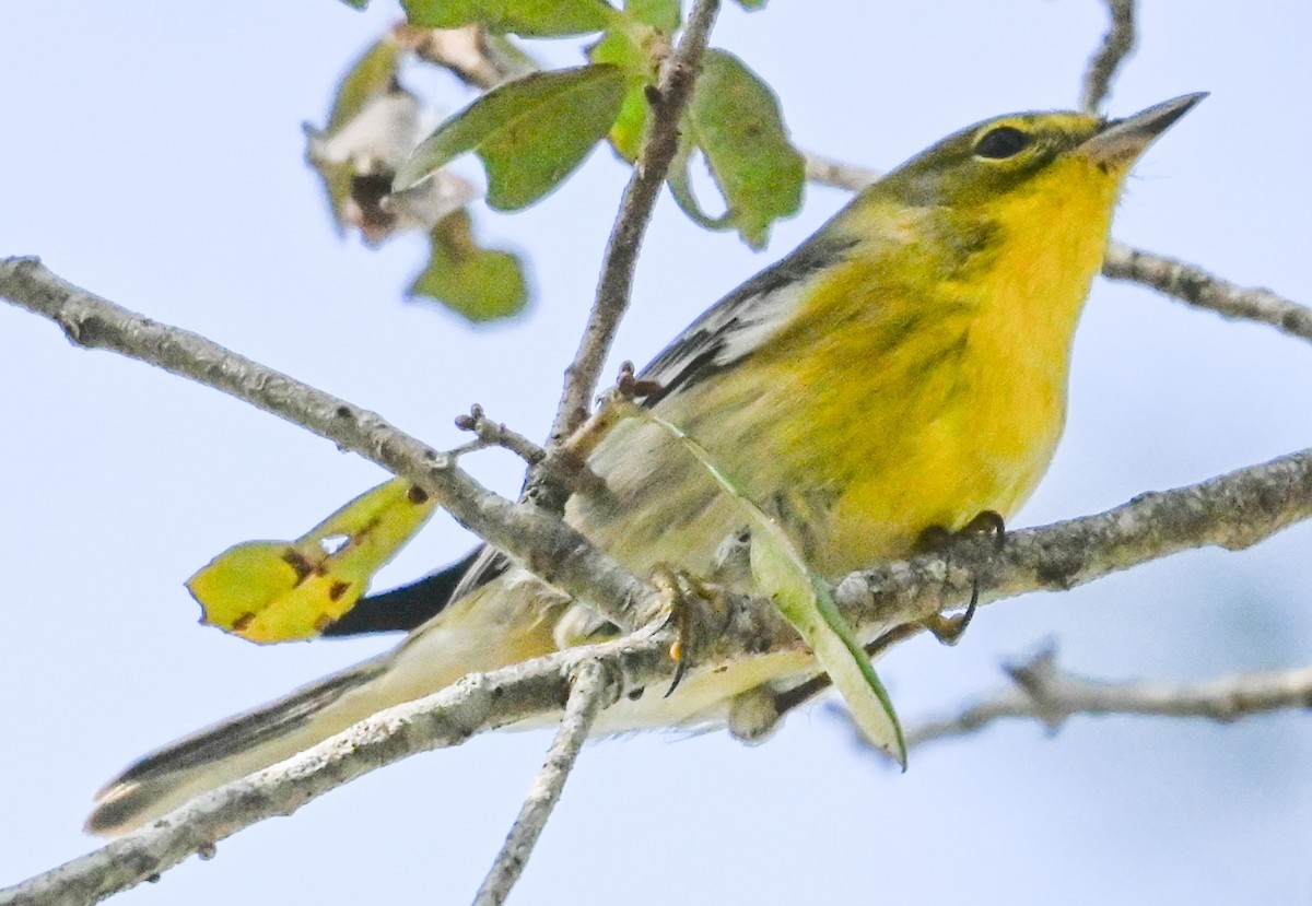 Paruline des prés - ML644424186