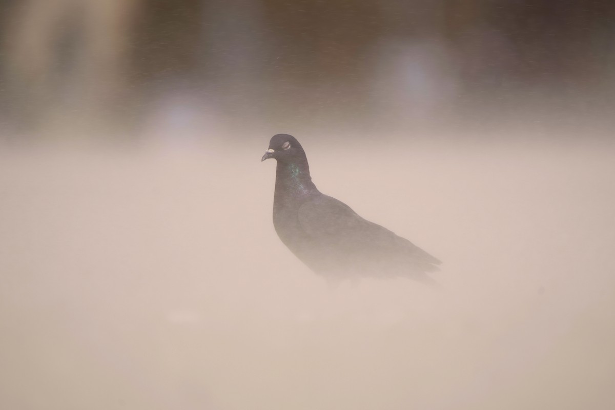 Rock Pigeon (Feral Pigeon) - ML644424191