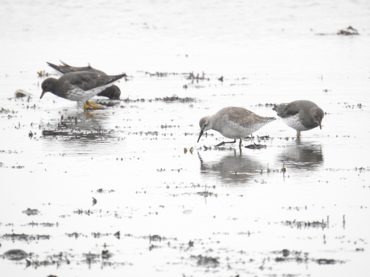 Bécasseau maubèche - ML644424196