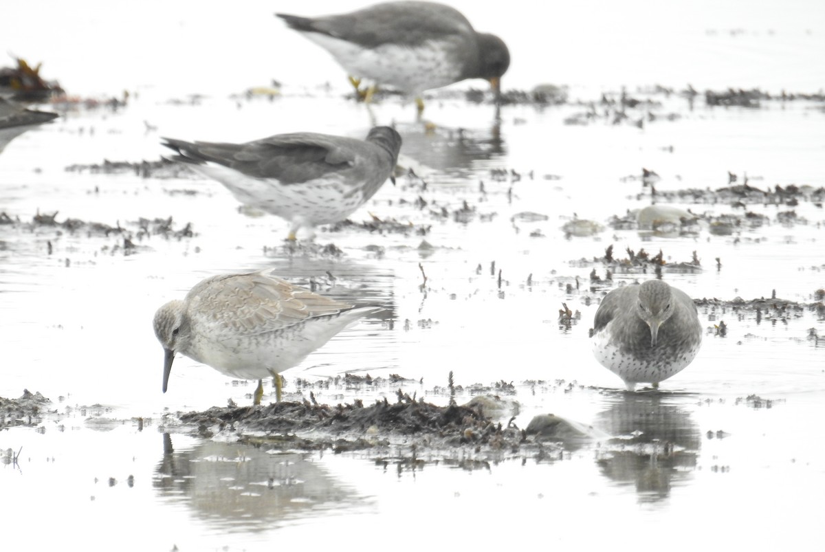 Bécasseau maubèche - ML644424198