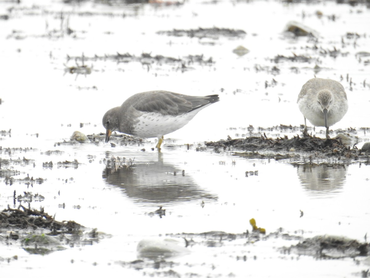 Bécasseau maubèche - ML644424202