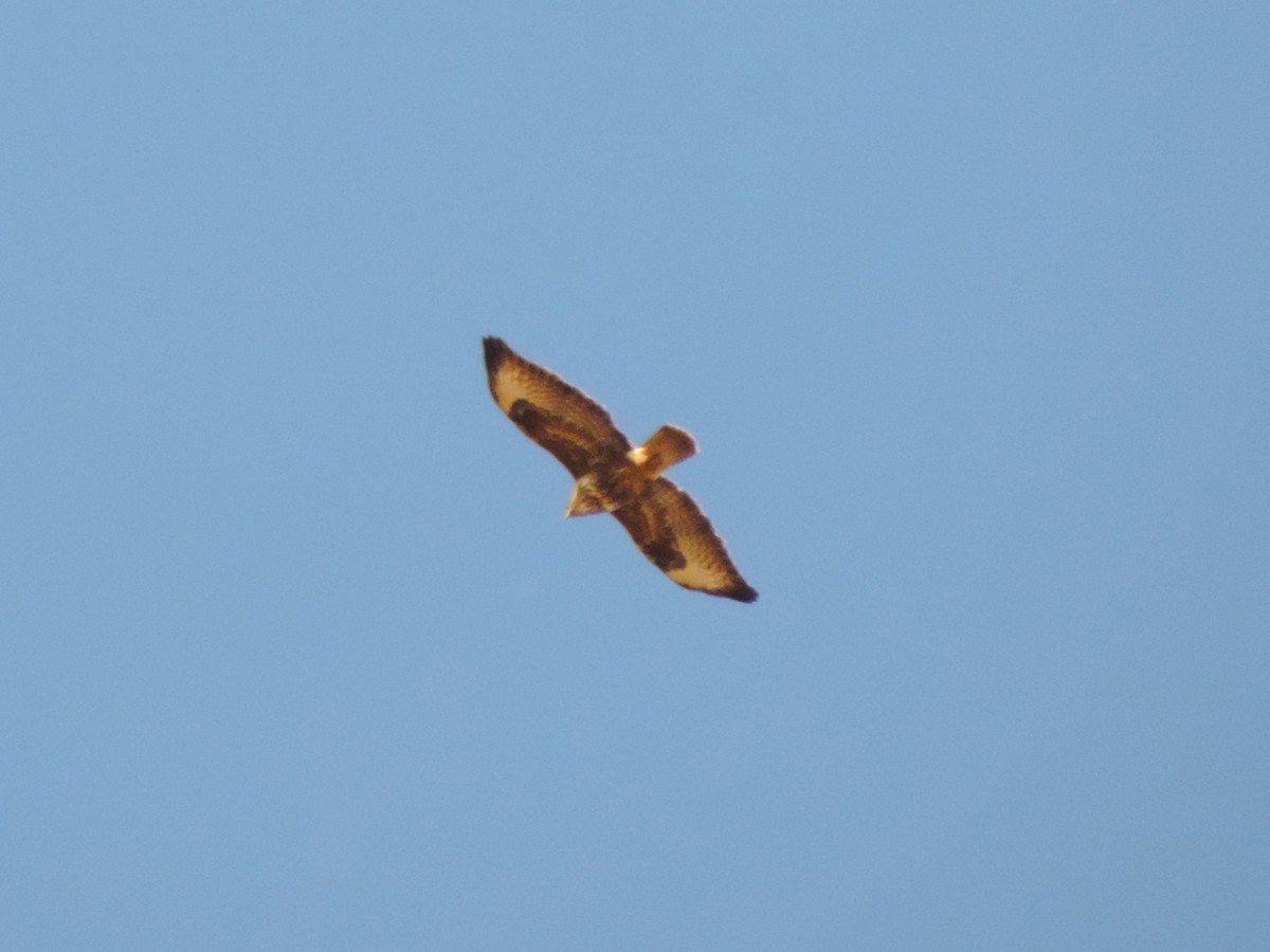 Common Buzzard - ML644424205