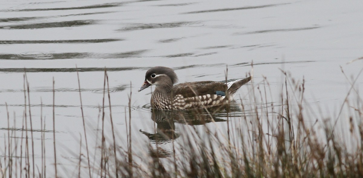 Mandarin Ördeği - ML644424211