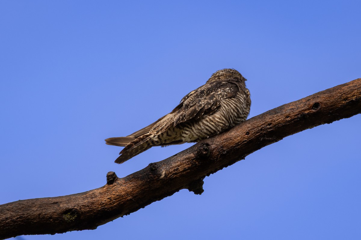 Common Nighthawk - ML644424213