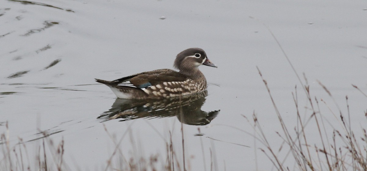 Mandarin Ördeği - ML644424214