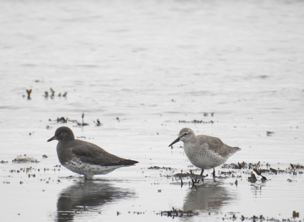 Bécasseau maubèche - ML644424223