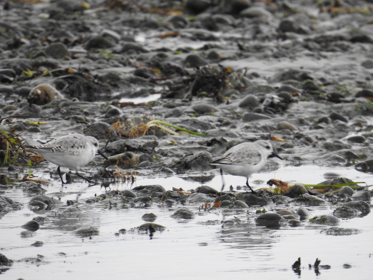 Sanderling - ML644424235