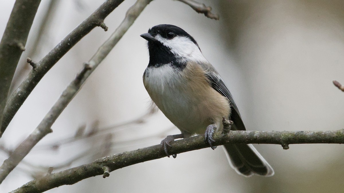 Black-capped Chickadee - ML644424242