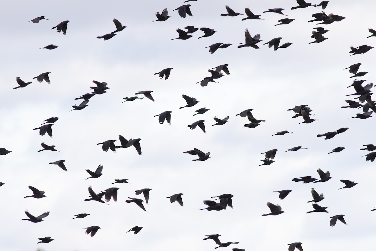 Common Grackle - ML644424250