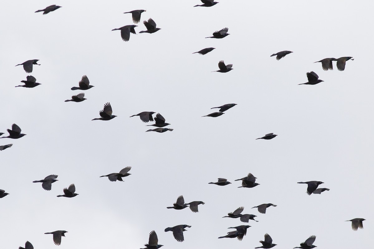 Common Grackle - ML644424251