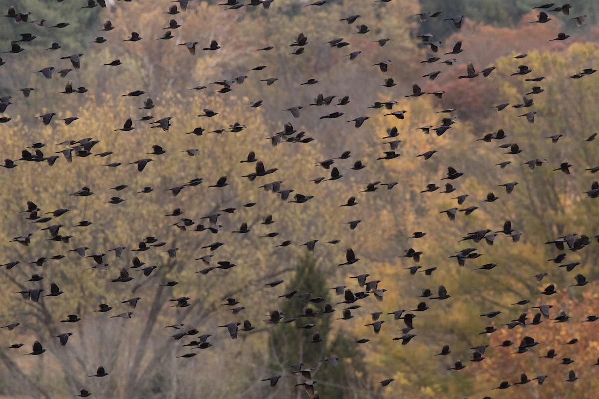 Common Grackle - ML644424252