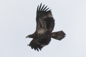 ハクトウワシ - ML644424270