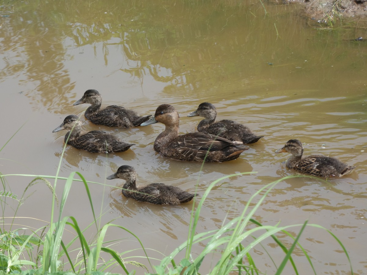 American Black Duck - ML644424272