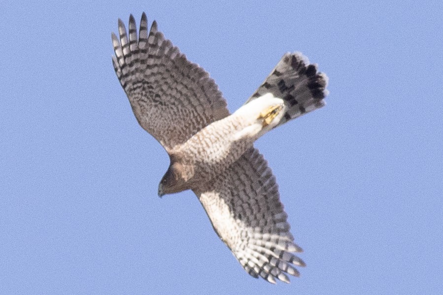 クーパーハイタカ - ML644424278