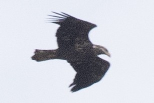 ハクトウワシ - ML644424280