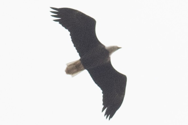 ハクトウワシ - ML644424284