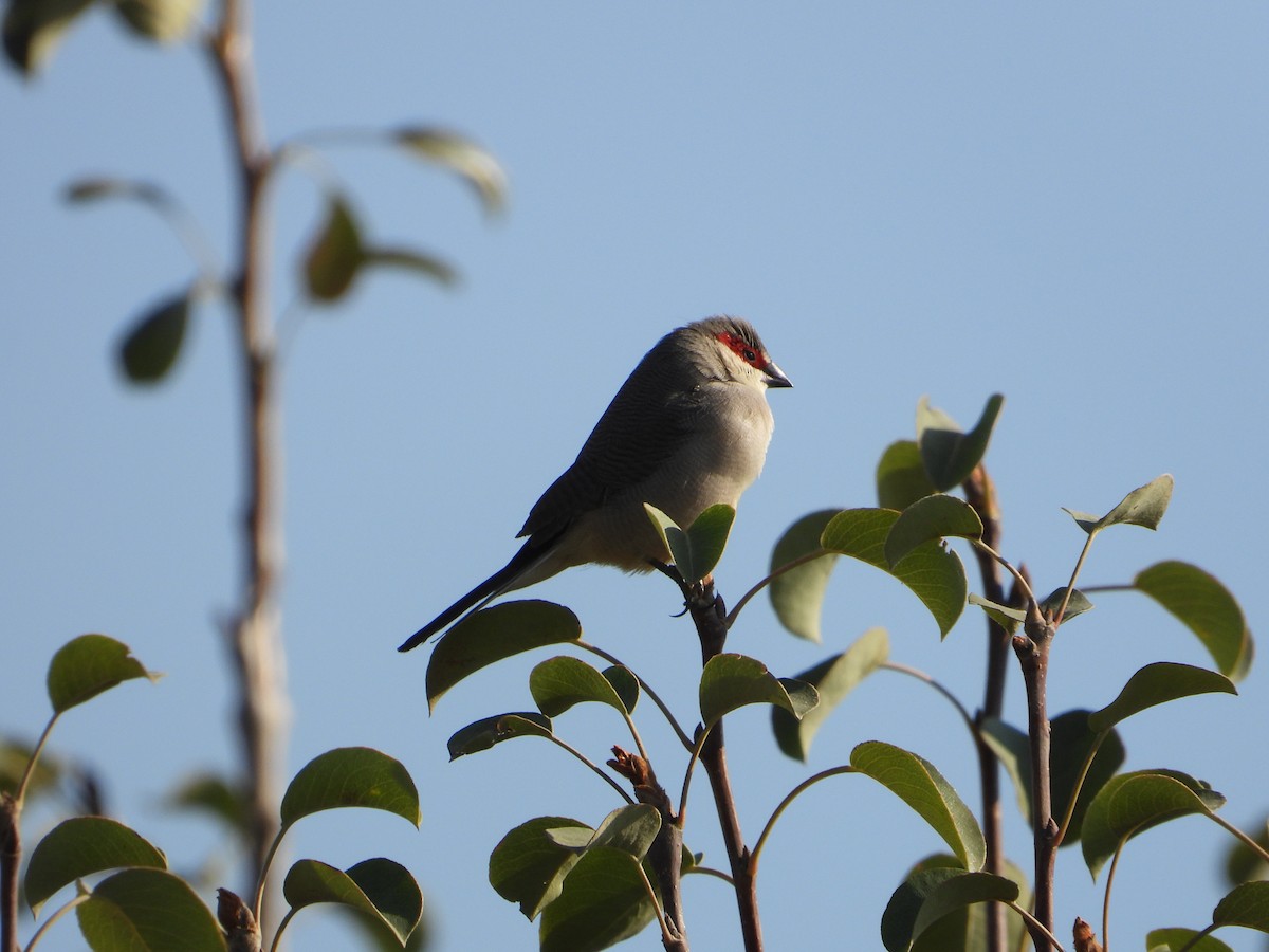 Arabian Waxbill - ML644424287