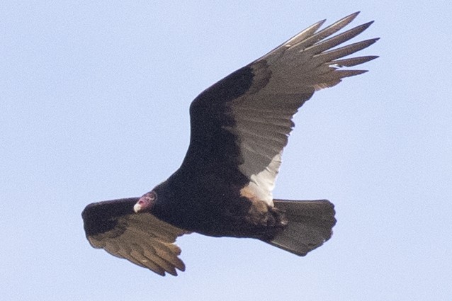 ヒメコンドル - ML644424288