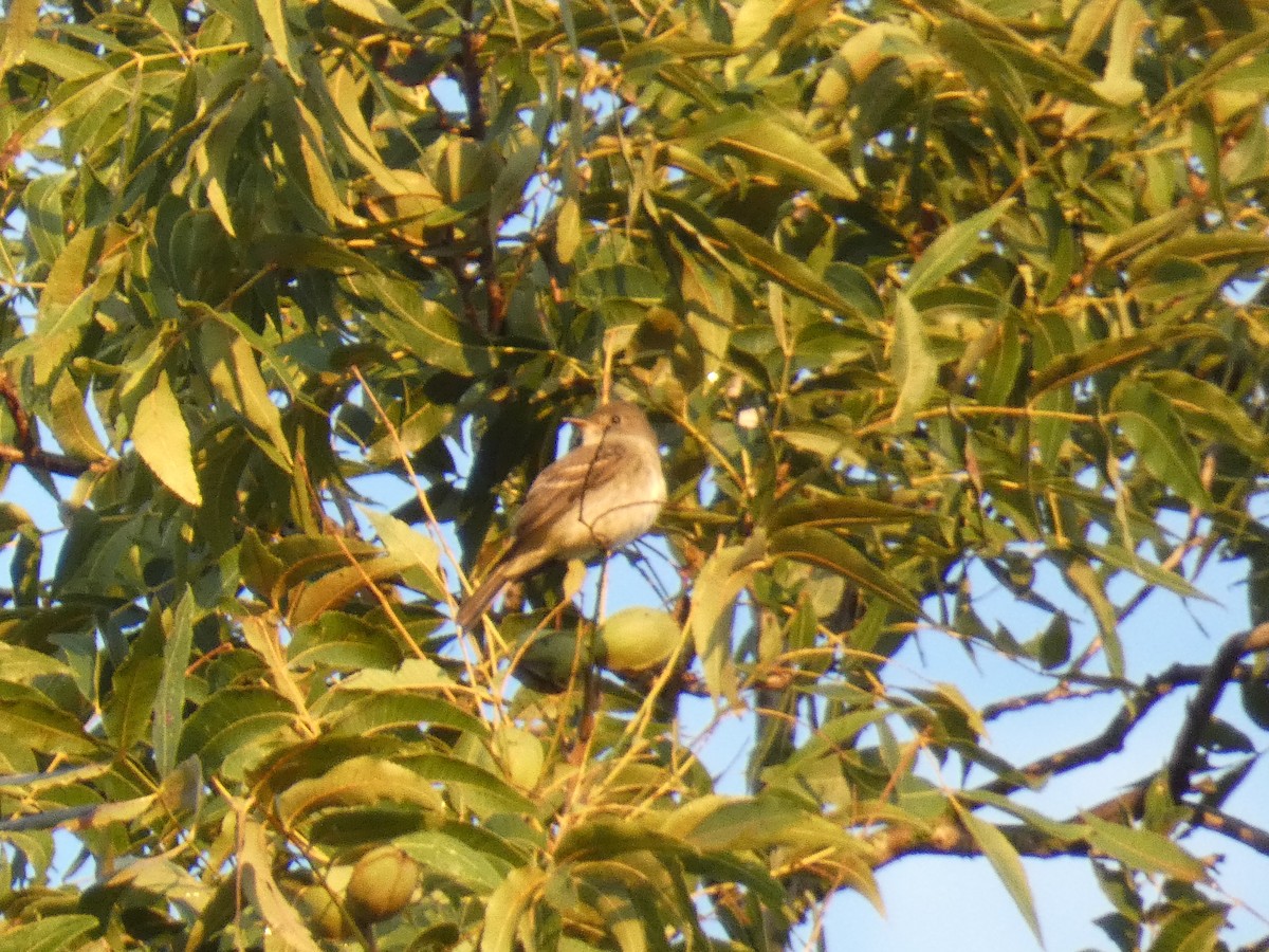 Eastern Wood-Pewee - ML644424296