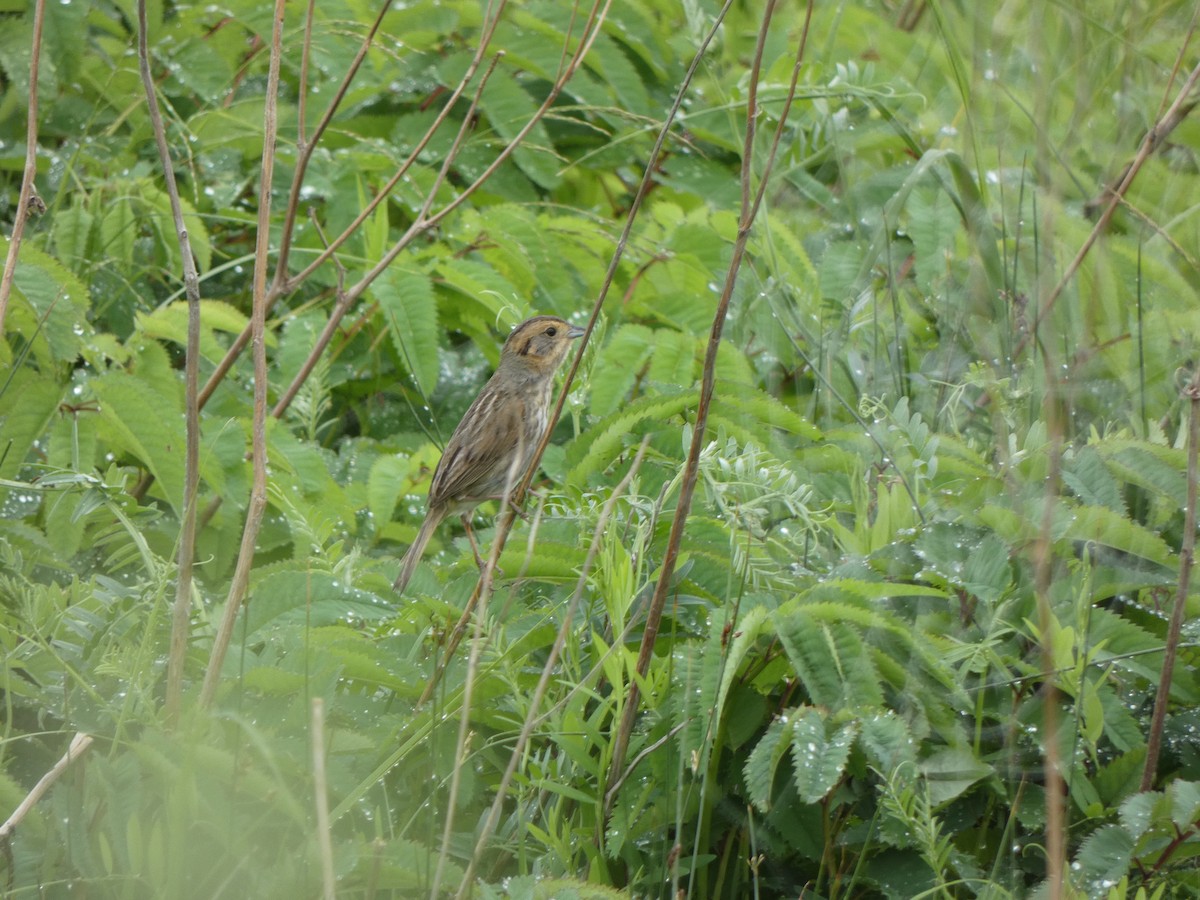 Nelson's Sparrow - ML644424299