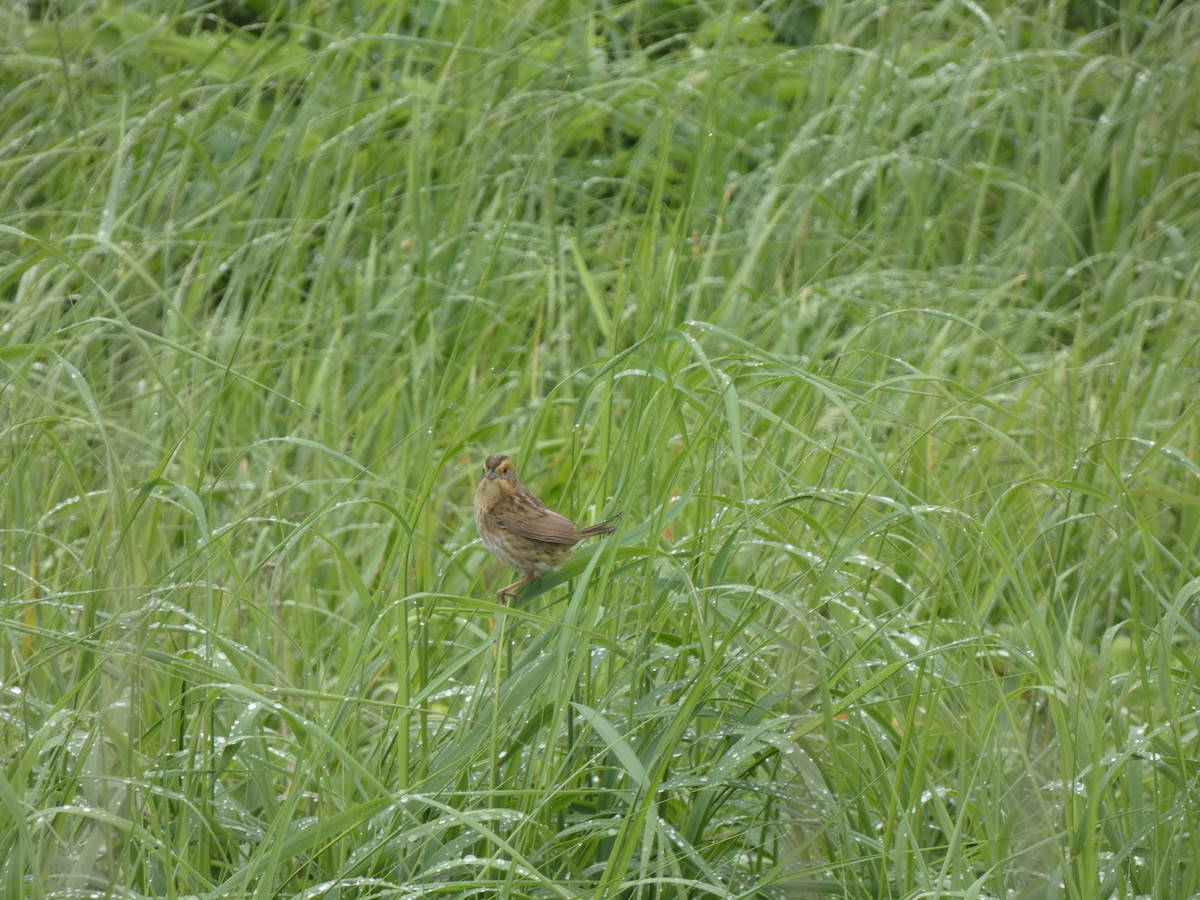 Nelson's Sparrow - ML644424300