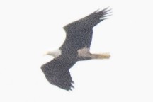 ハクトウワシ - ML644424309