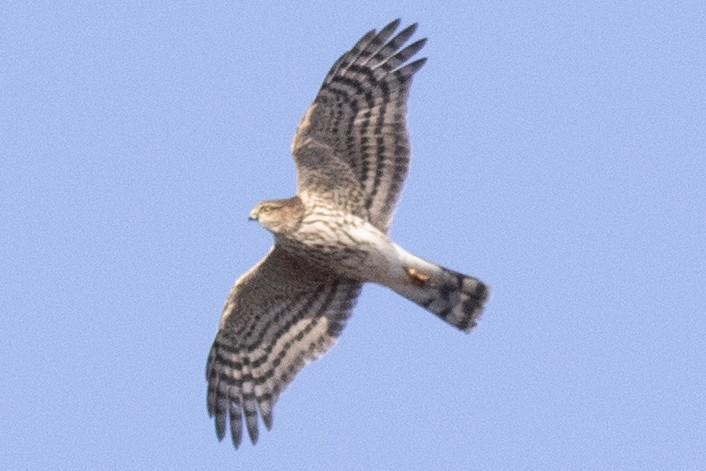 アシボソハイタカ - ML644424330