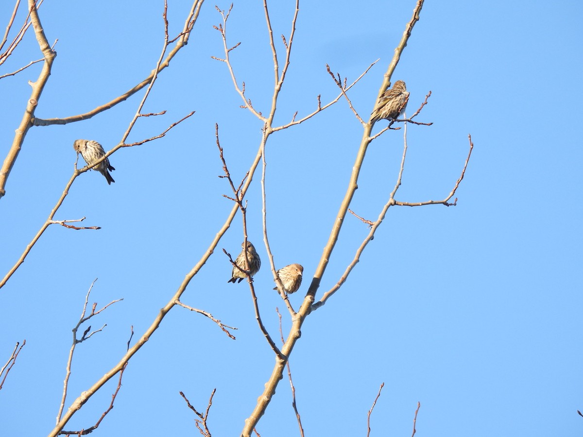 Pine Siskin - ML644424348