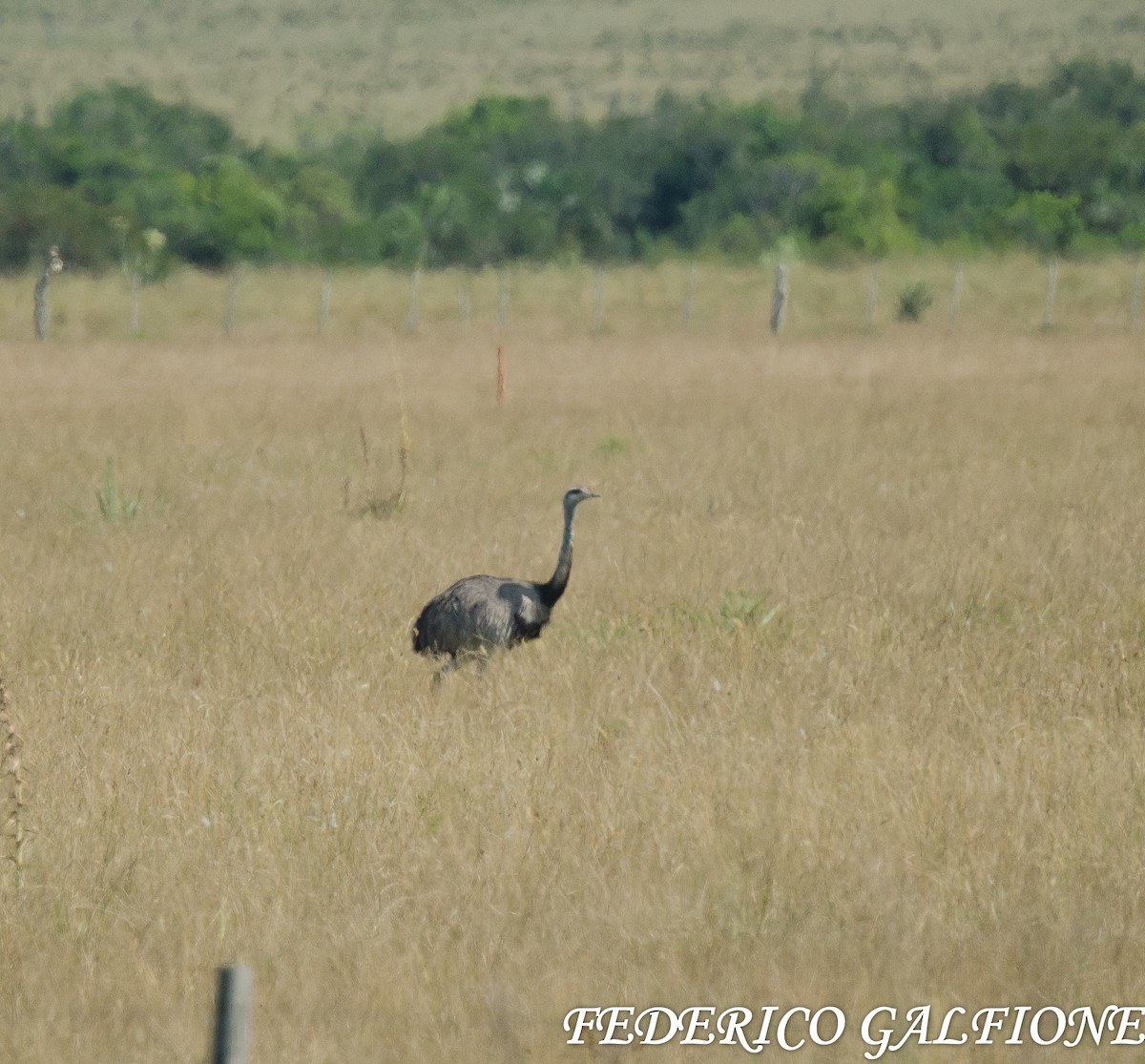 nandu pampový - ML644424351