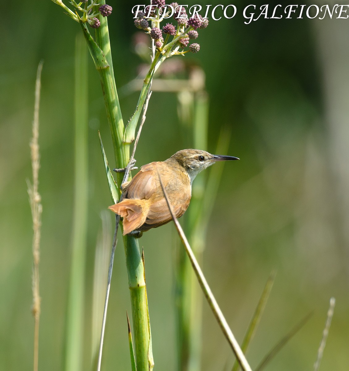 Straight-billed Reedhaunter - ML644424358