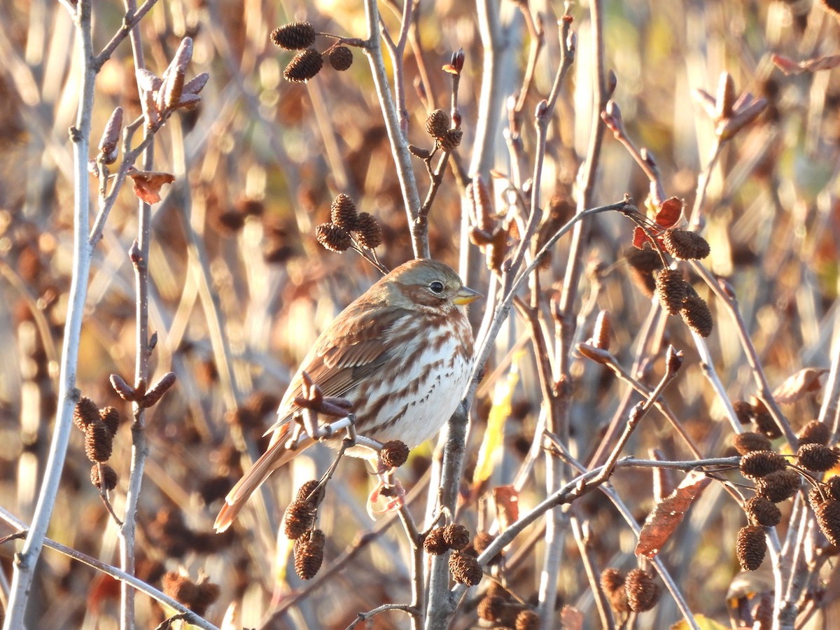 Fox Sparrow - ML644424370