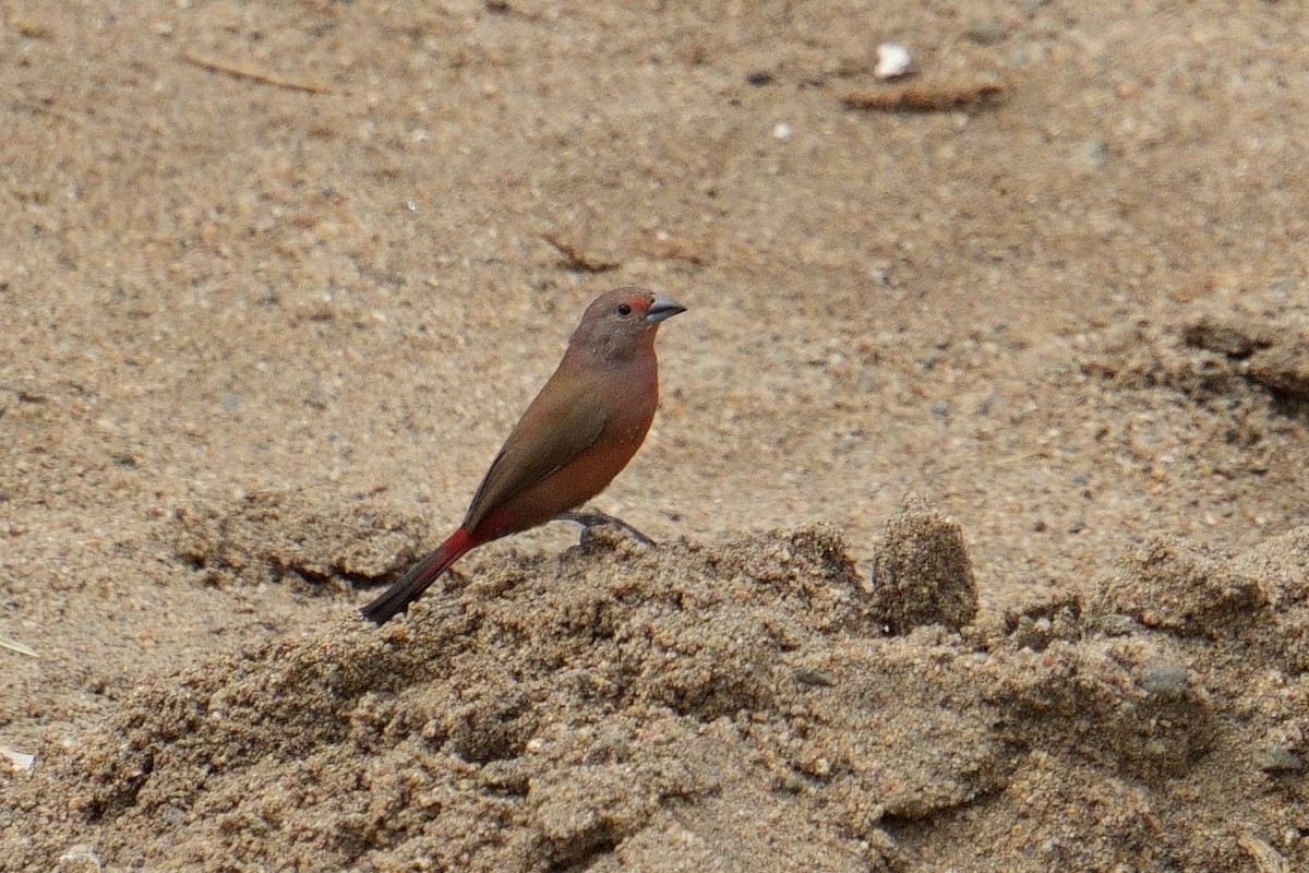 Rosenamarant - ML644424373