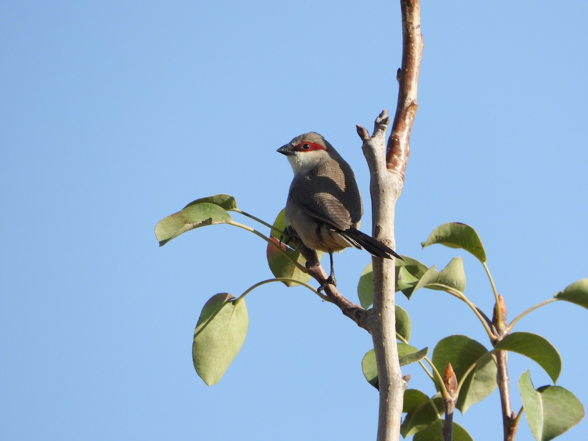 Arabian Waxbill - ML644424384