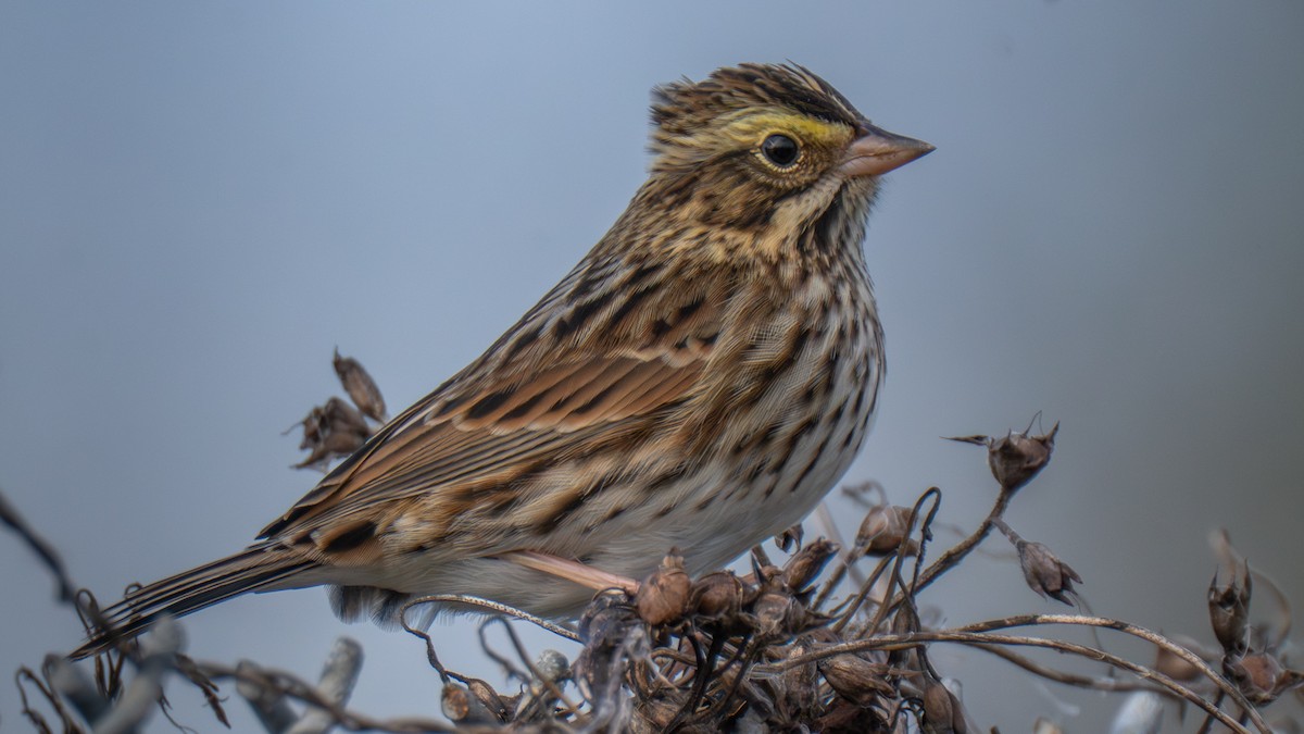 Bruant des prés - ML644424391