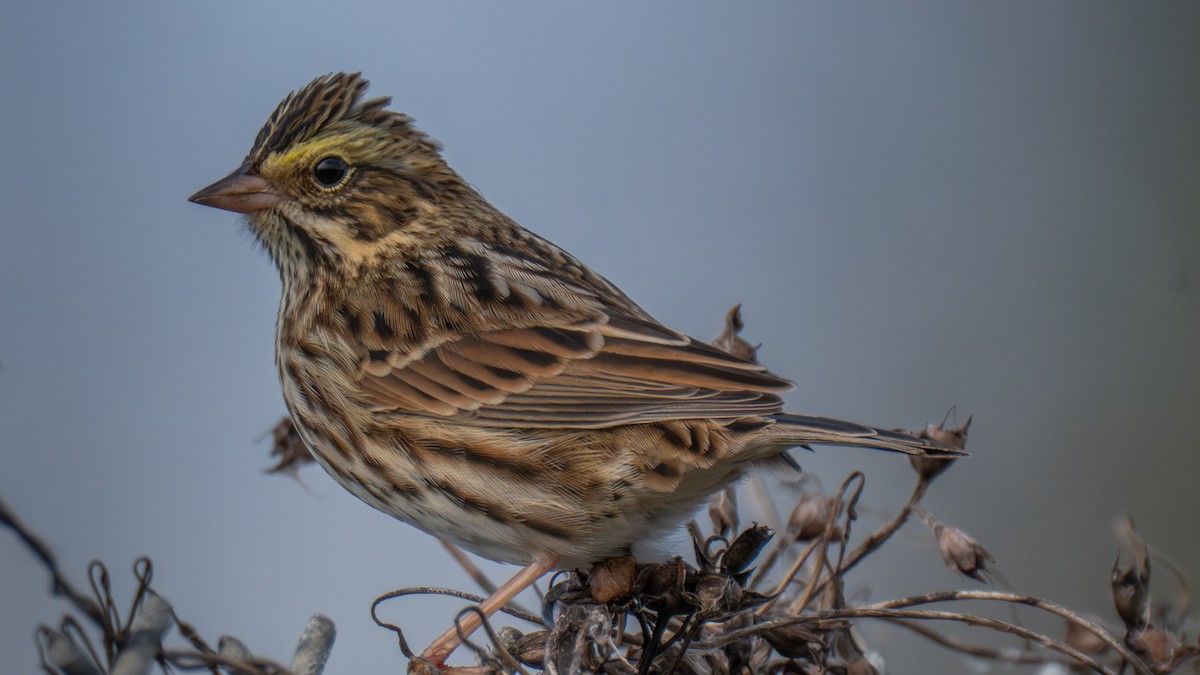 Bruant des prés - ML644424392