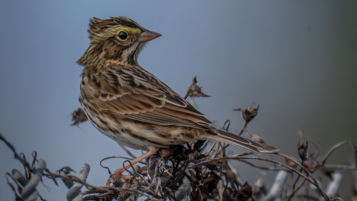 Bruant des prés - ML644424393